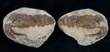 Triassic Fossil Shrimp From Madagascar #7261-1